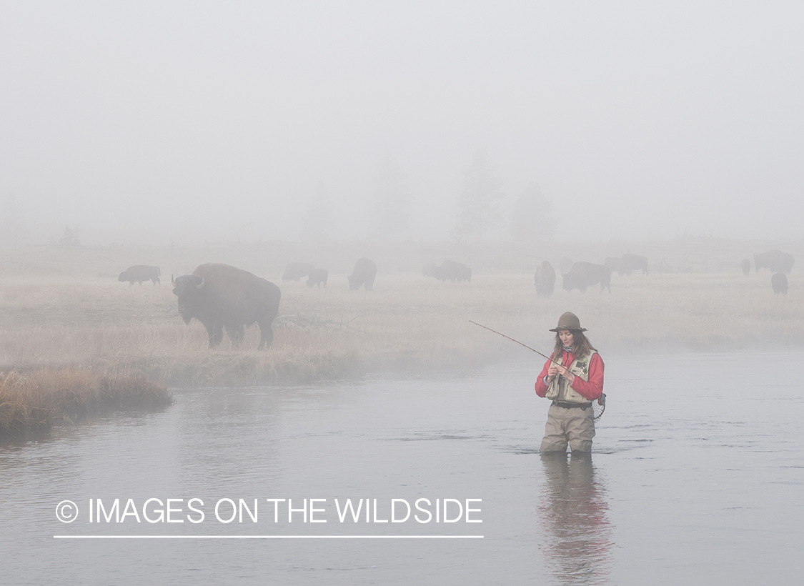 Woman flyfishing with bison in background.