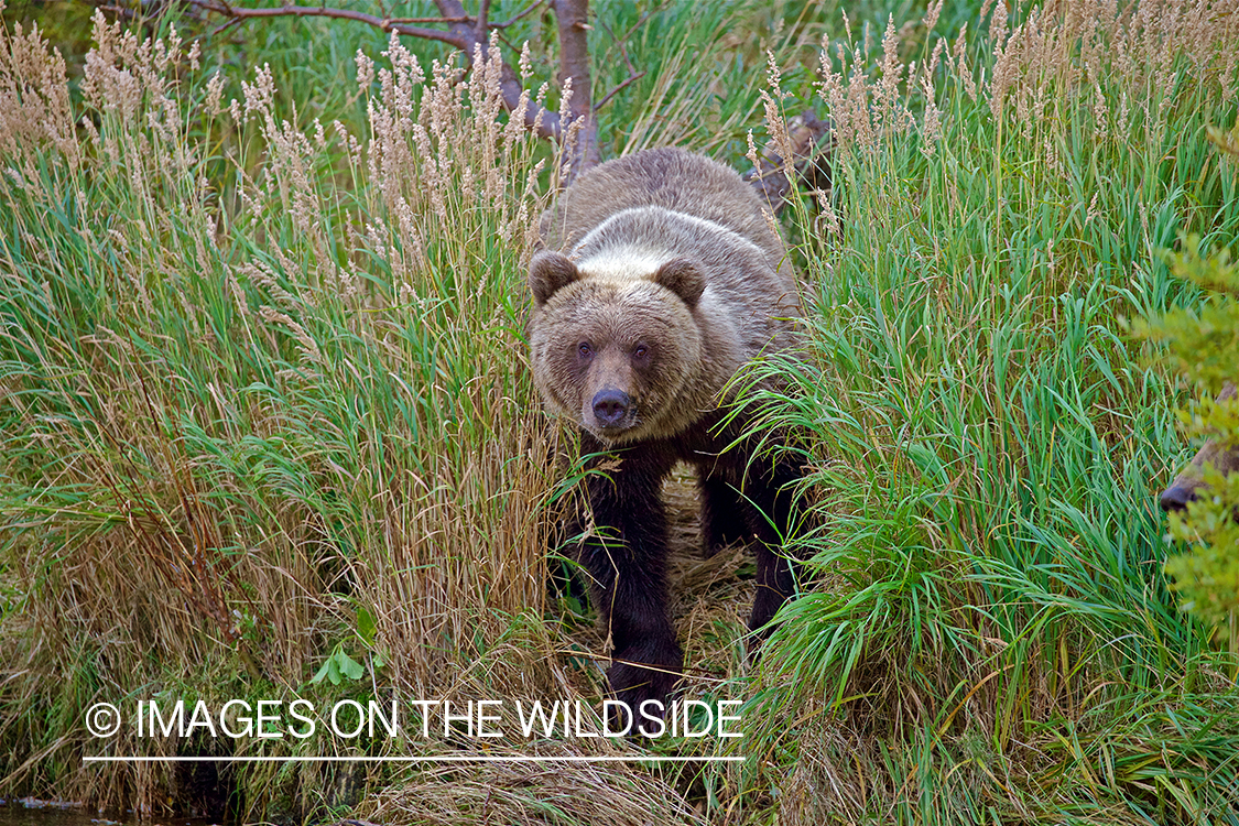 Brown Bear in habitat.