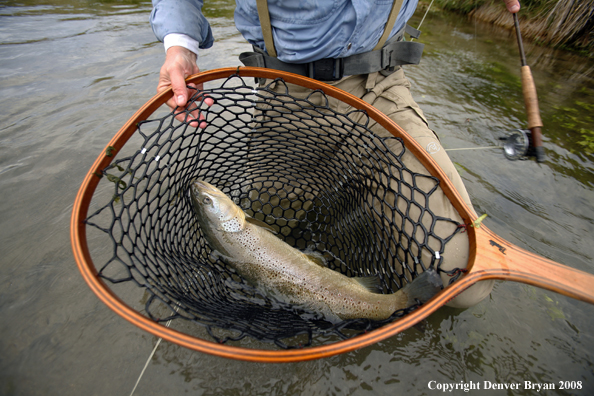 Flyfisherman with brown trout in net