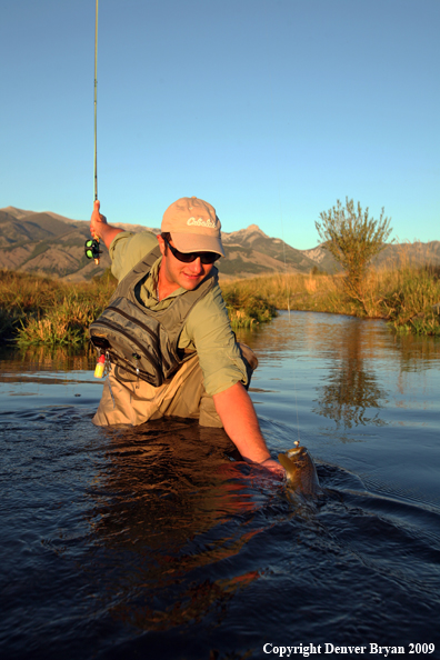 Flyfisherman landing Brown Trout