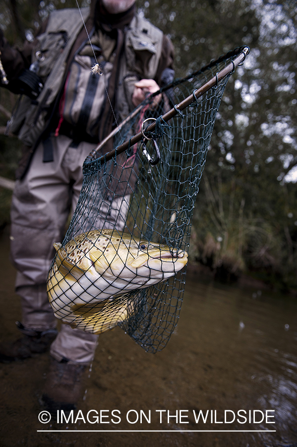 Flyfisherman with netted brown trout. 