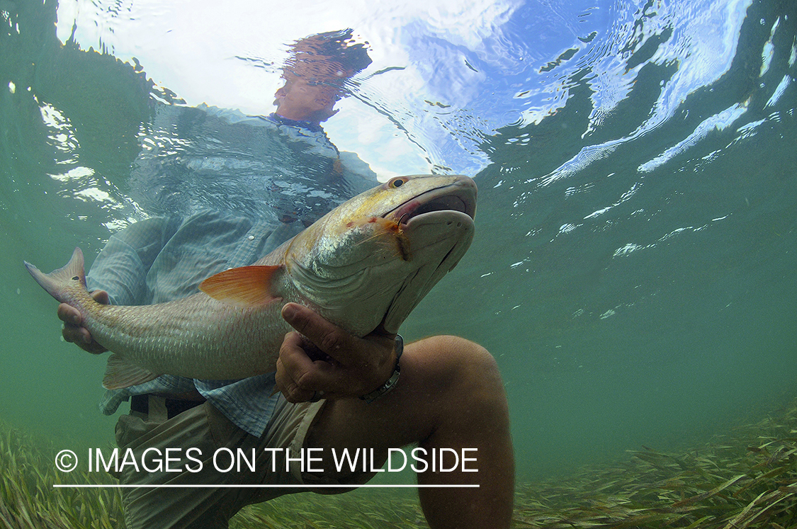 Flyfisherman releasing redfish.