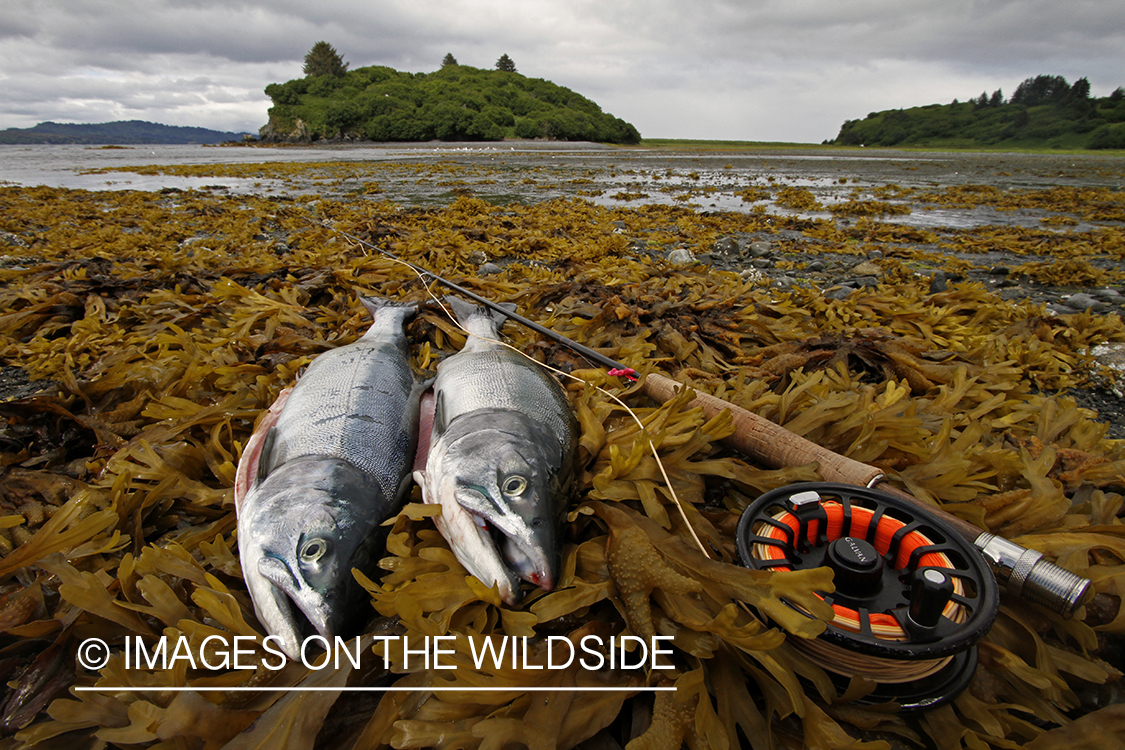 Harvested sockeye salmon on kelp beach.