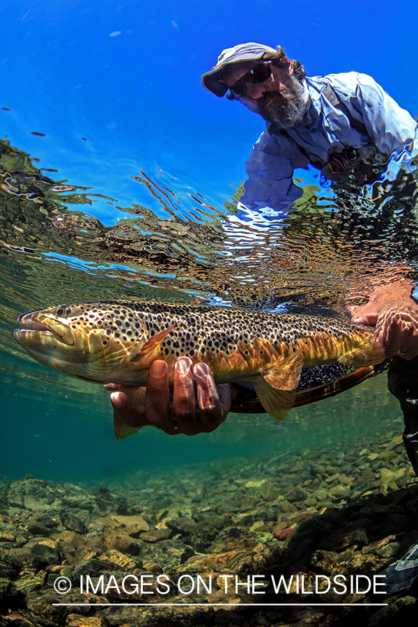 Flyfisherman releasing brown trout.