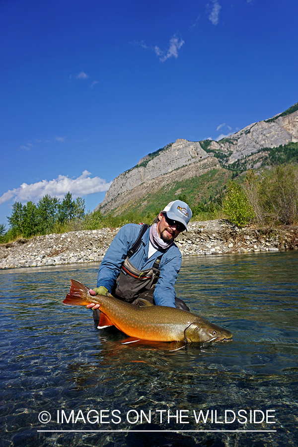 Flyfisherman releasing bull trout.