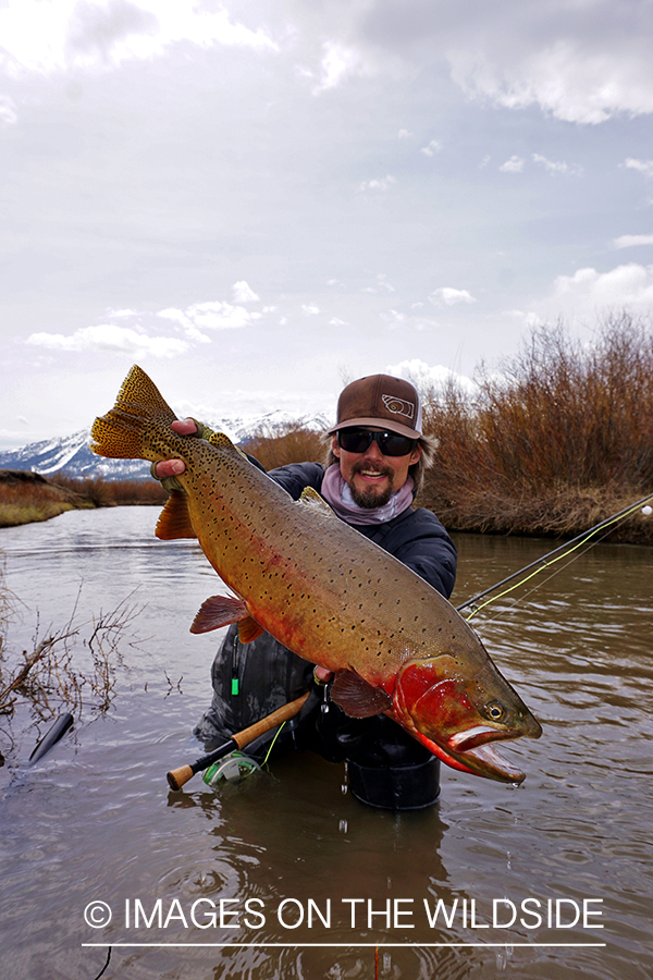 Flyfisherman releasing Cutthroat Trout.