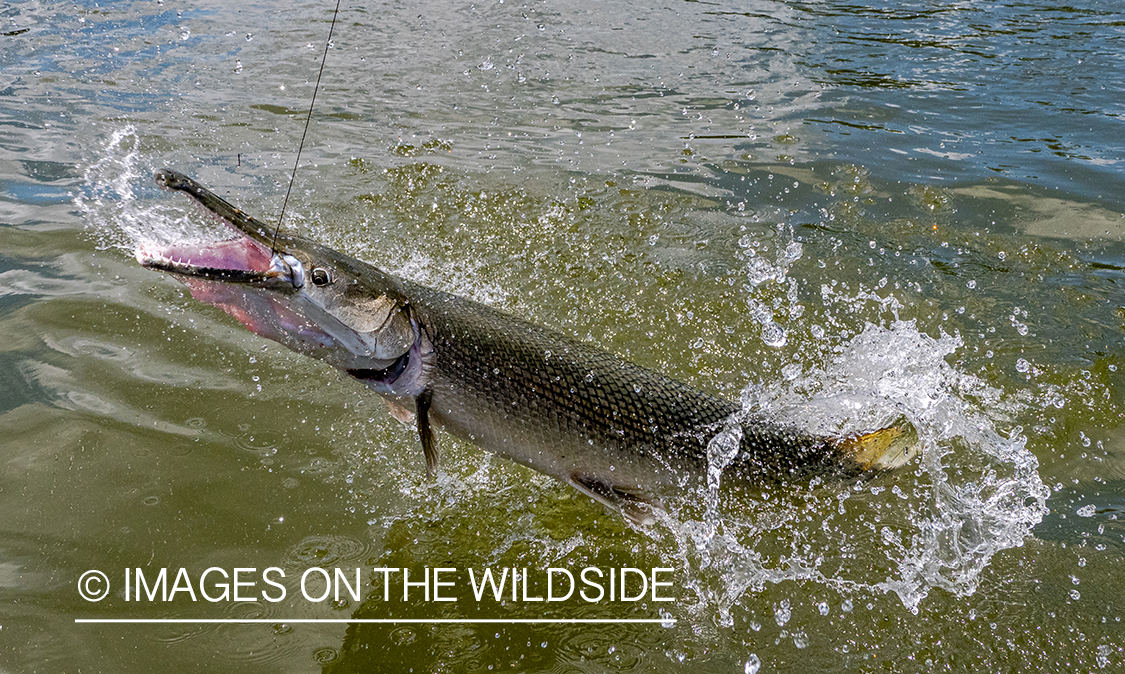 Alligator gar jumping.