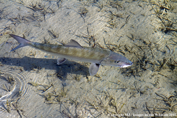 Bonefish in habitat. 