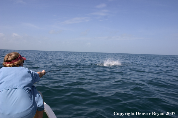 Flyfisherman with fighting/jumping tarpon