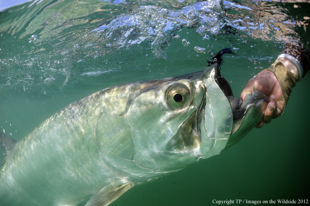 Hooked Tarpon.