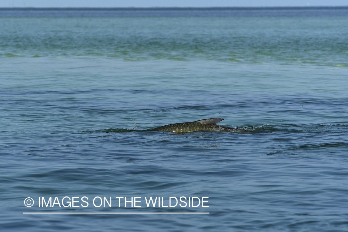 Tarpon rolling in Florida Keys.