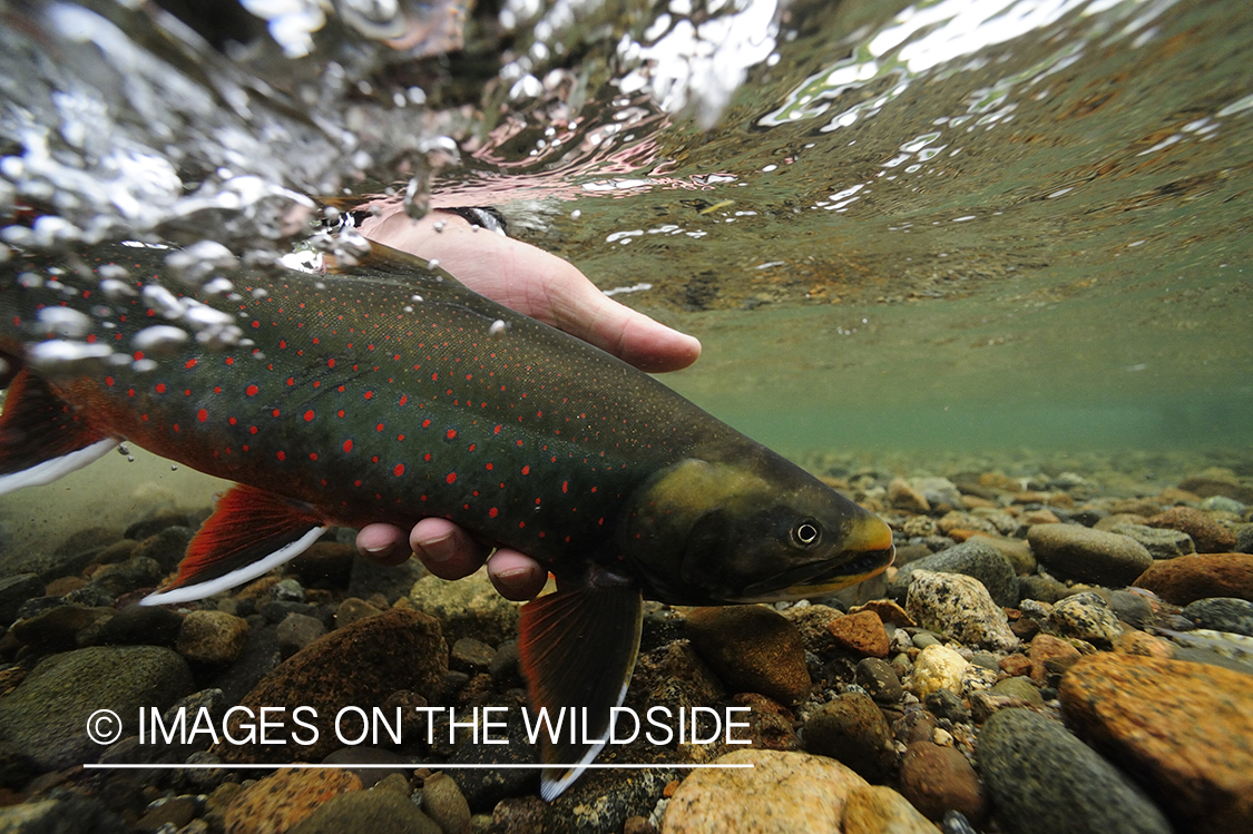 Fisherman releasing an Artic Char.