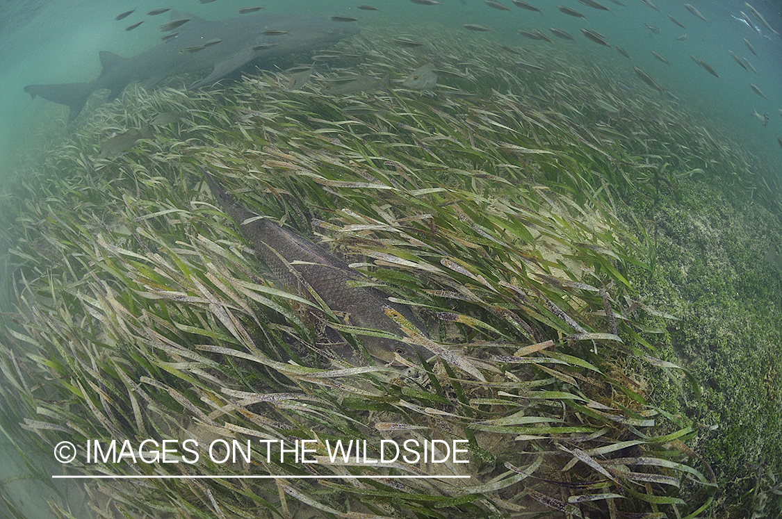 Redfish in habitat.