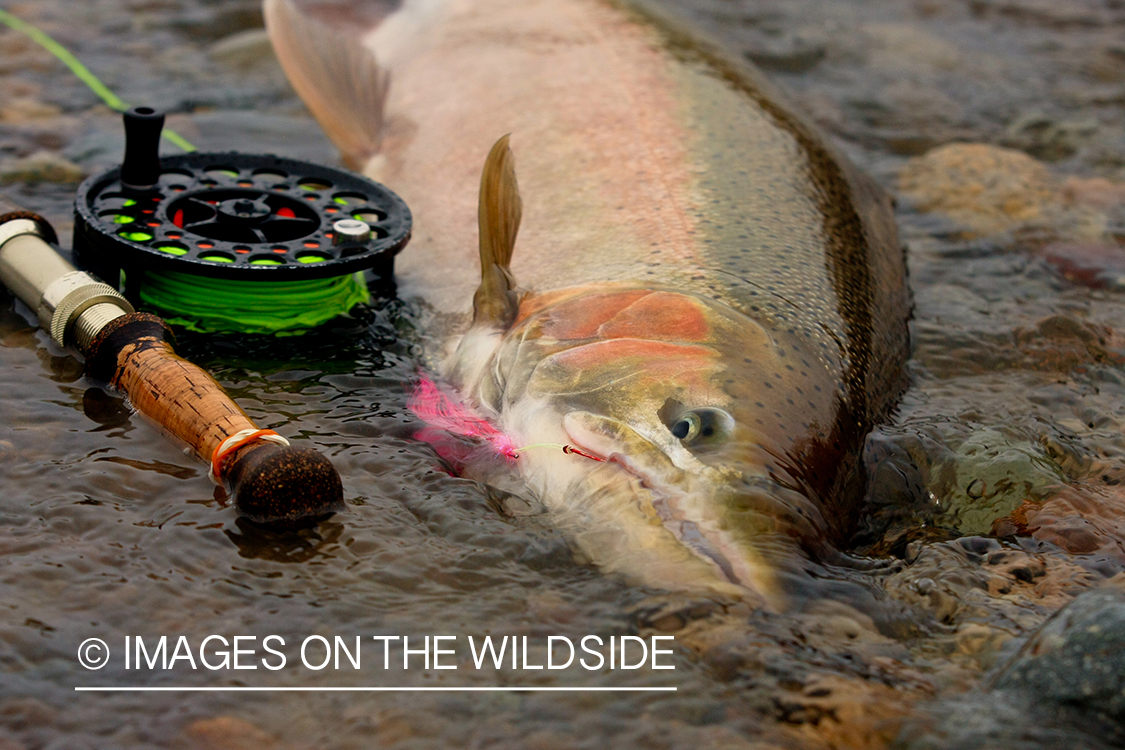 Hooked Steelhead with flyfishing pole. 