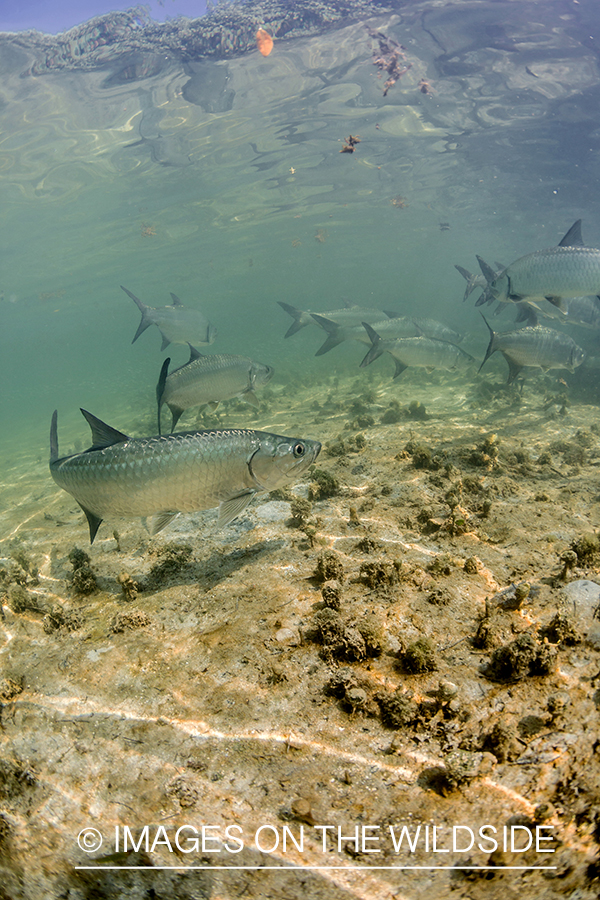 Tarpon underwater.