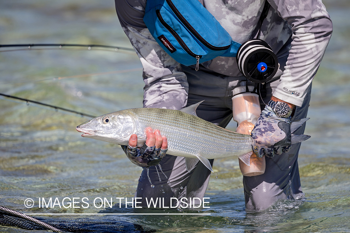 Flyfisherman with bonefish.