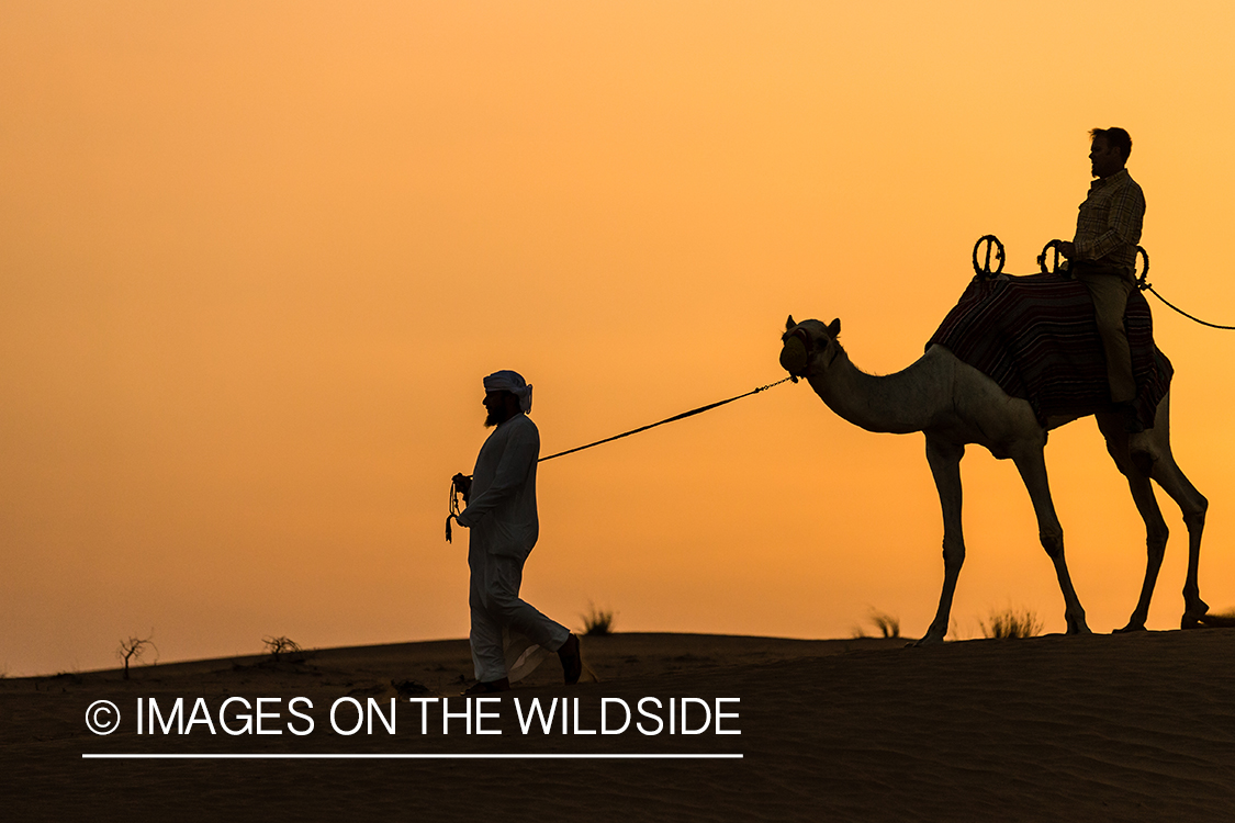 Leading string of camels over sand dunes.