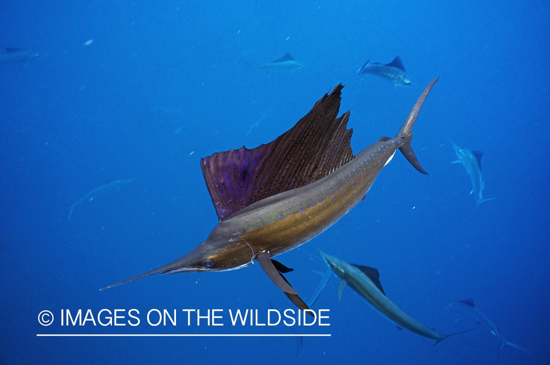 Sailfish attacking school, (bait ball), of bait fish. 