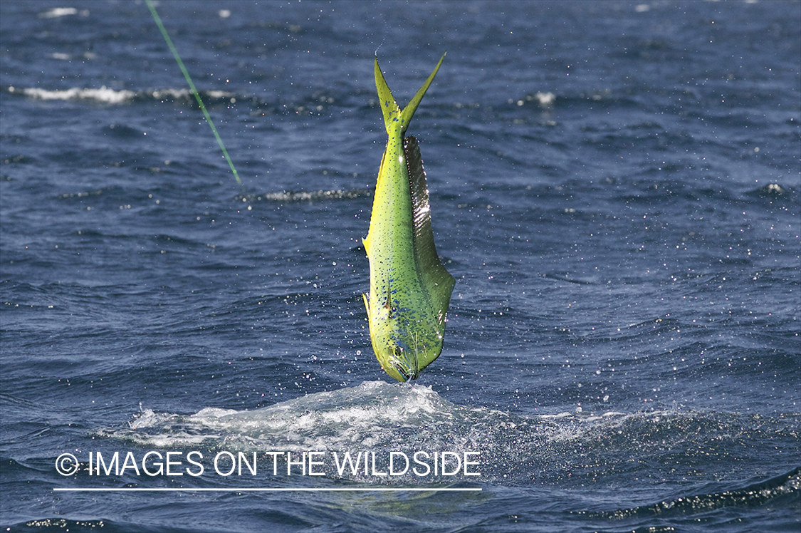 Deep sea fishing with dorado on line.