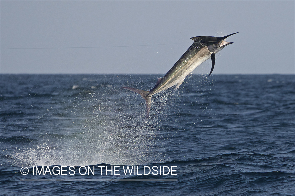 Deep sea fisherman fighting jumping black marlin.
