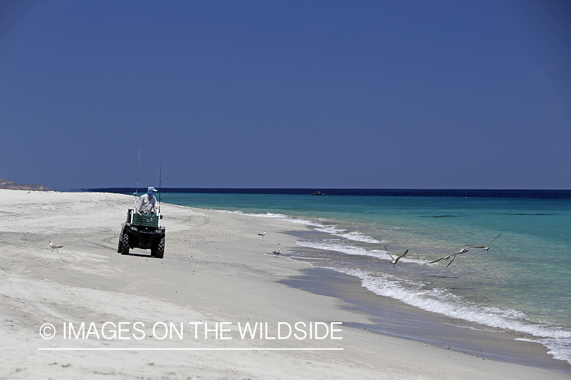 Chasing roosterfish on Baja Peninsula, Mexico.