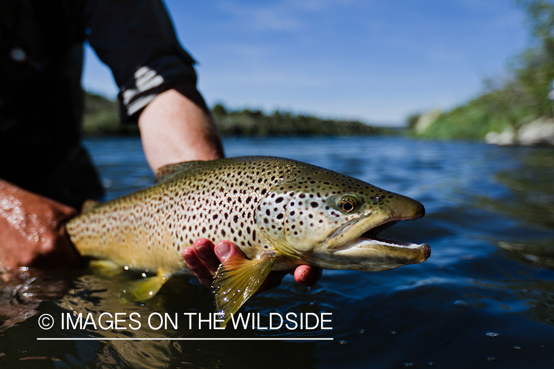 Brown trout.