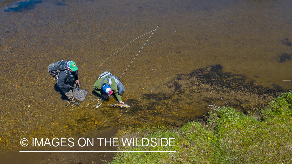 Flyfisherman releasing trout.