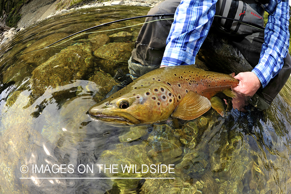 Brown trout in river in chile.