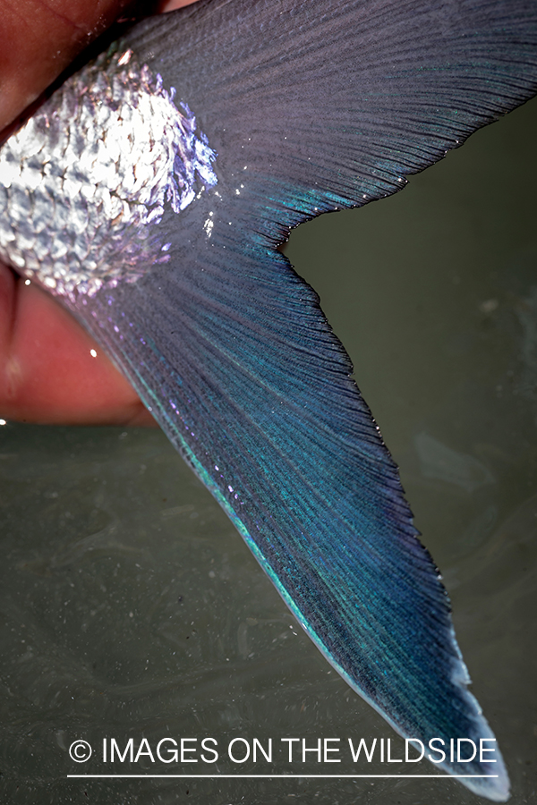 Bonefish tail