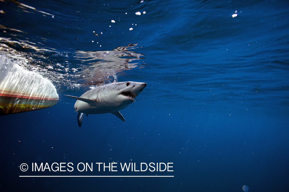 Shark in deep sea waters. 