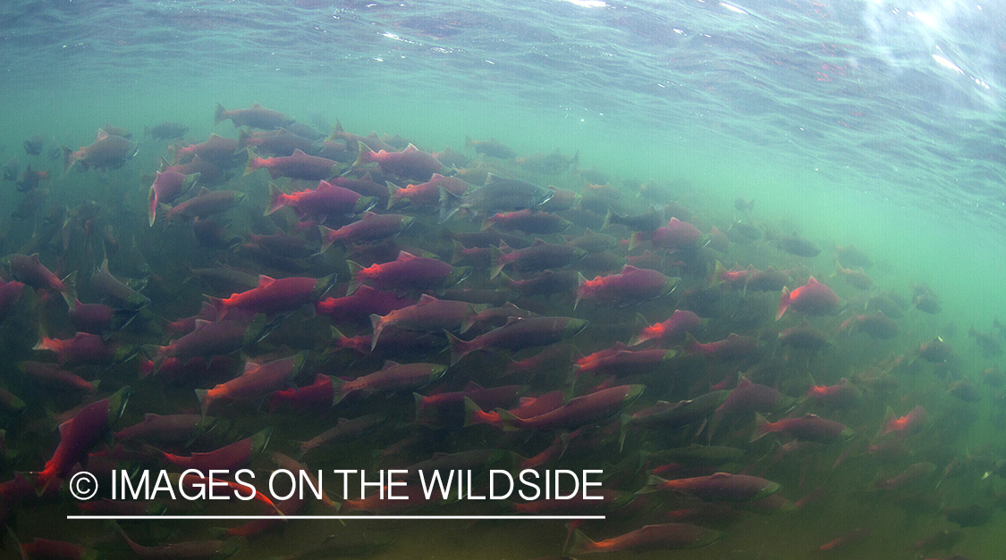 Sockeye Salmon. 