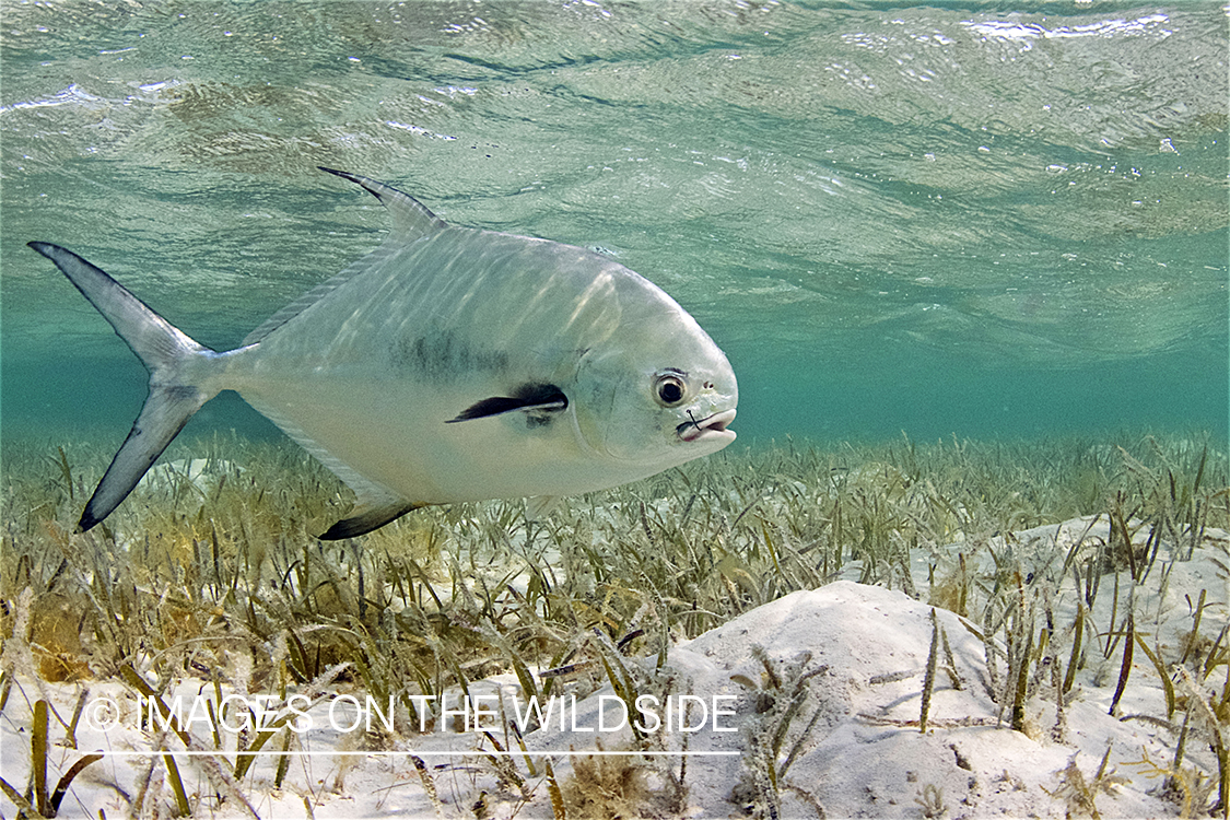 Permit in ocean.