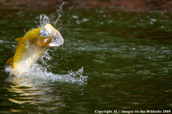 Golden Dorado fighting