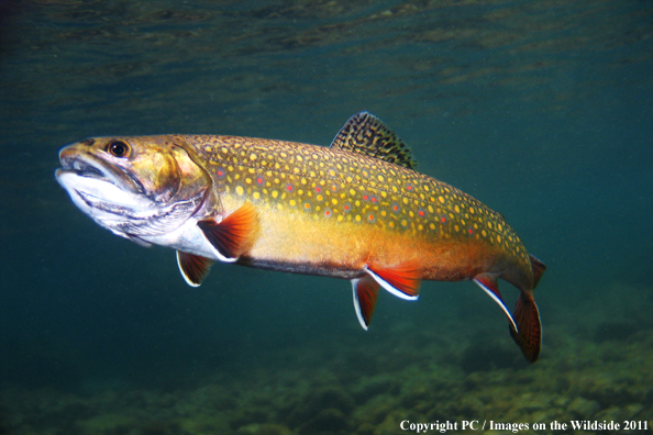 Brook trout, Headwaters Deschutes River, OR. 