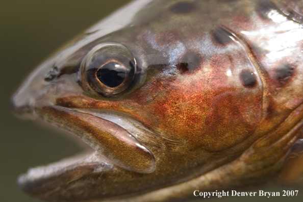 Close-up of Laguna brown trout.