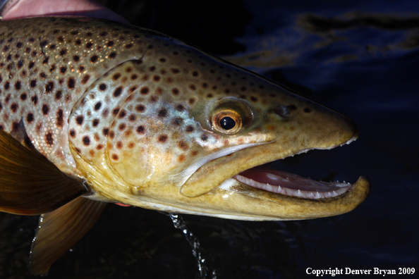 Large male brown trout