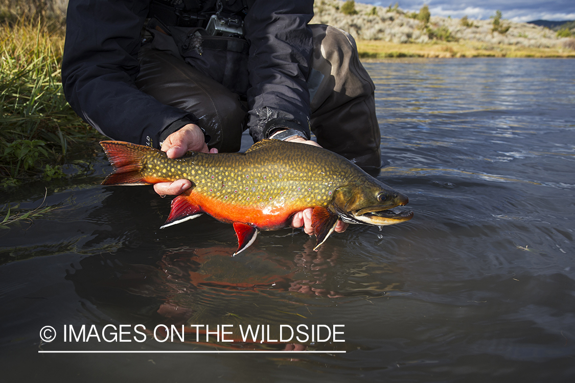 Brook Trout