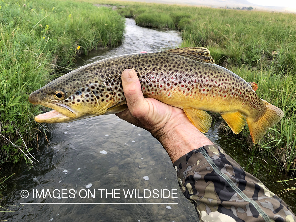 Flyfisherman holding brown trout on stream.