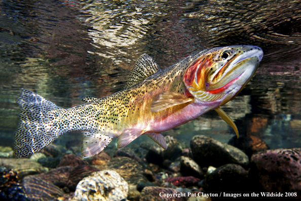 Cutthroat Trout