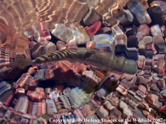 Underwater rainbow trout 