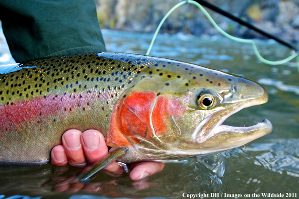 Steelhead trout. 