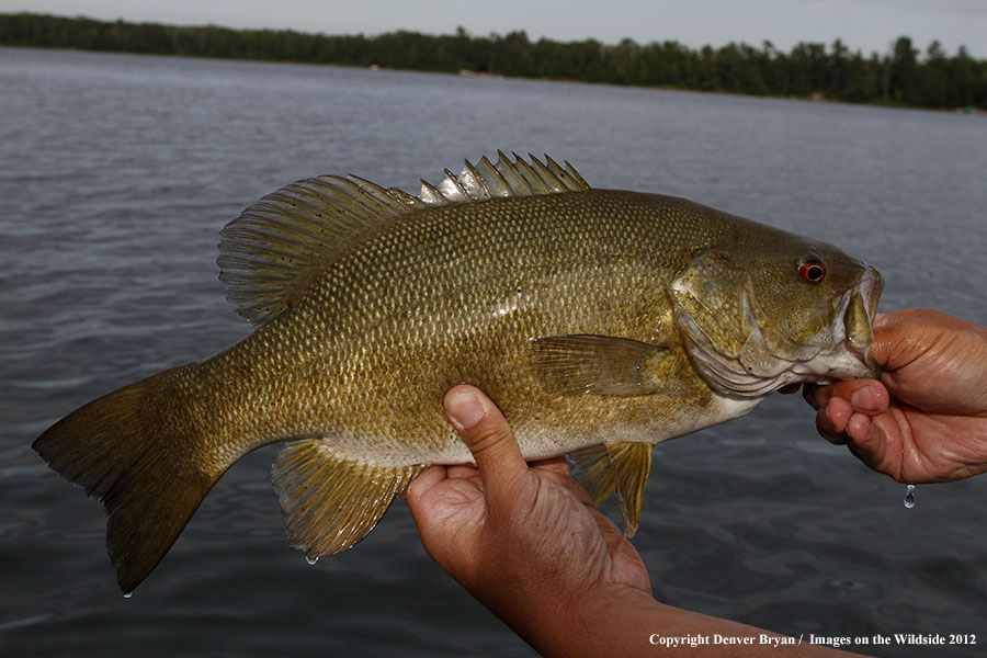 Fisherman with smallmouth bass.