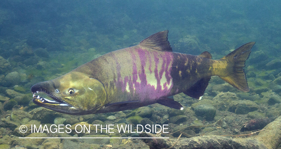 Chum Salmon. 