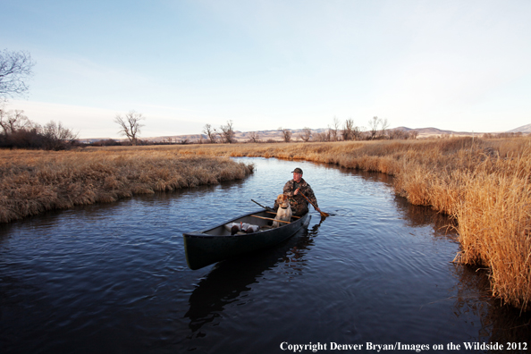 Duck hunter and yellow labrador retriever in canoe. 