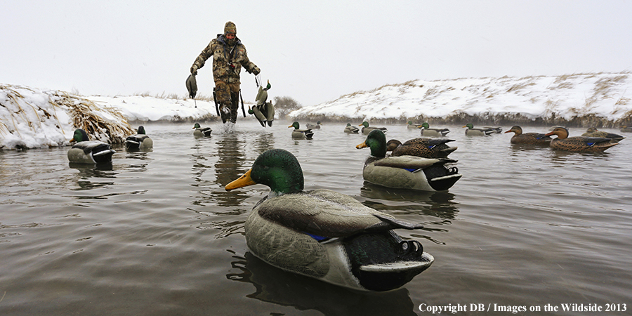 Waterfowl hunter setting decoys.