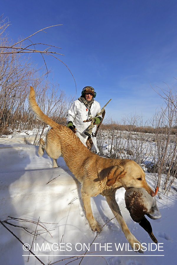 Waterfowl hunter and yellow labrador with bagged mallards in field.