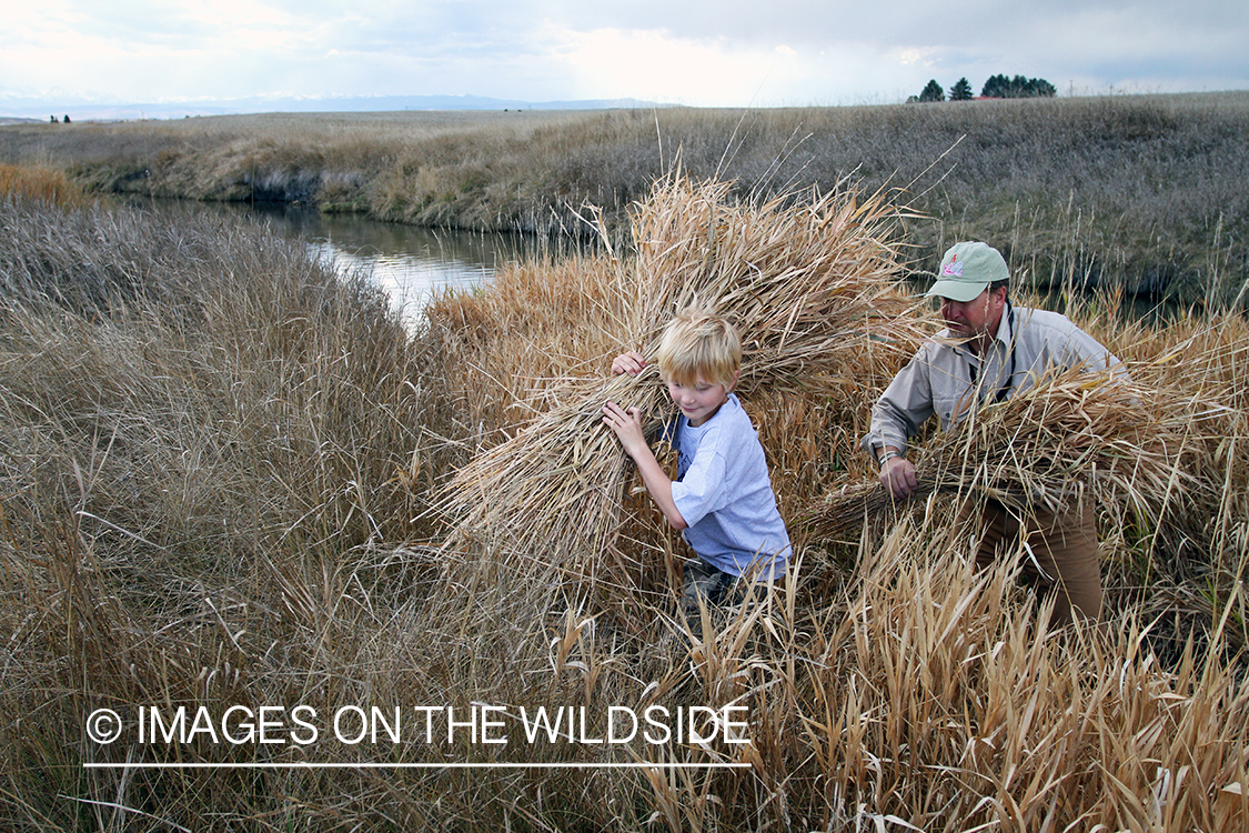 Father and son waterfowl hunters building blind.