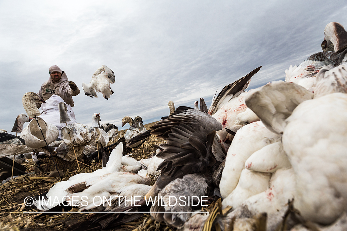 Hunter in field with newly bagged geese.