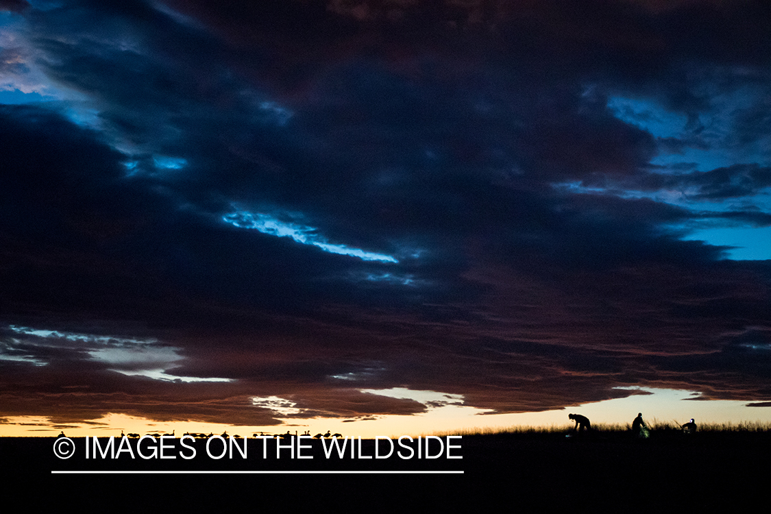 Hunters setting up goose decoys at dawn.