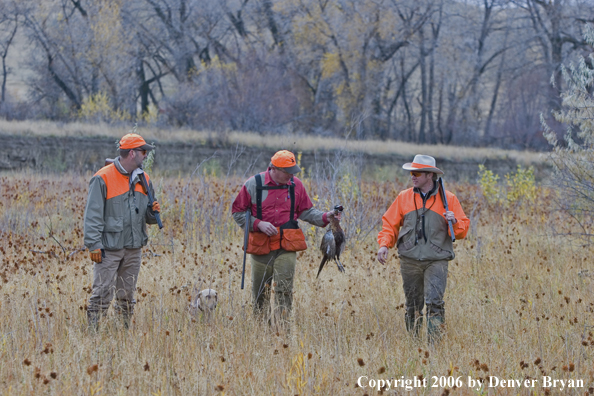 Upland hunters in field with bagged ring-necked pheasant.